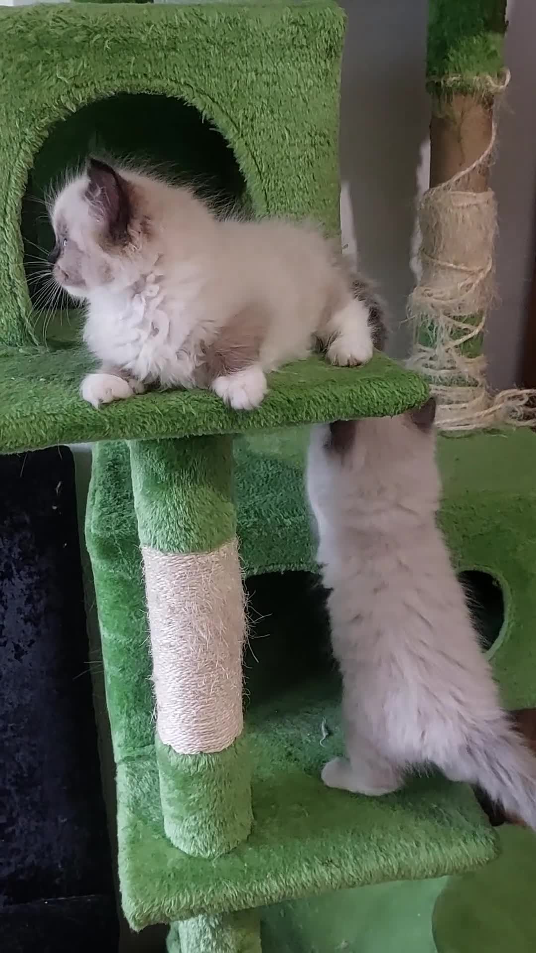 Ragdoll cats for sale: The most beautiful and adorable Ragdoll kittens  - Video 4