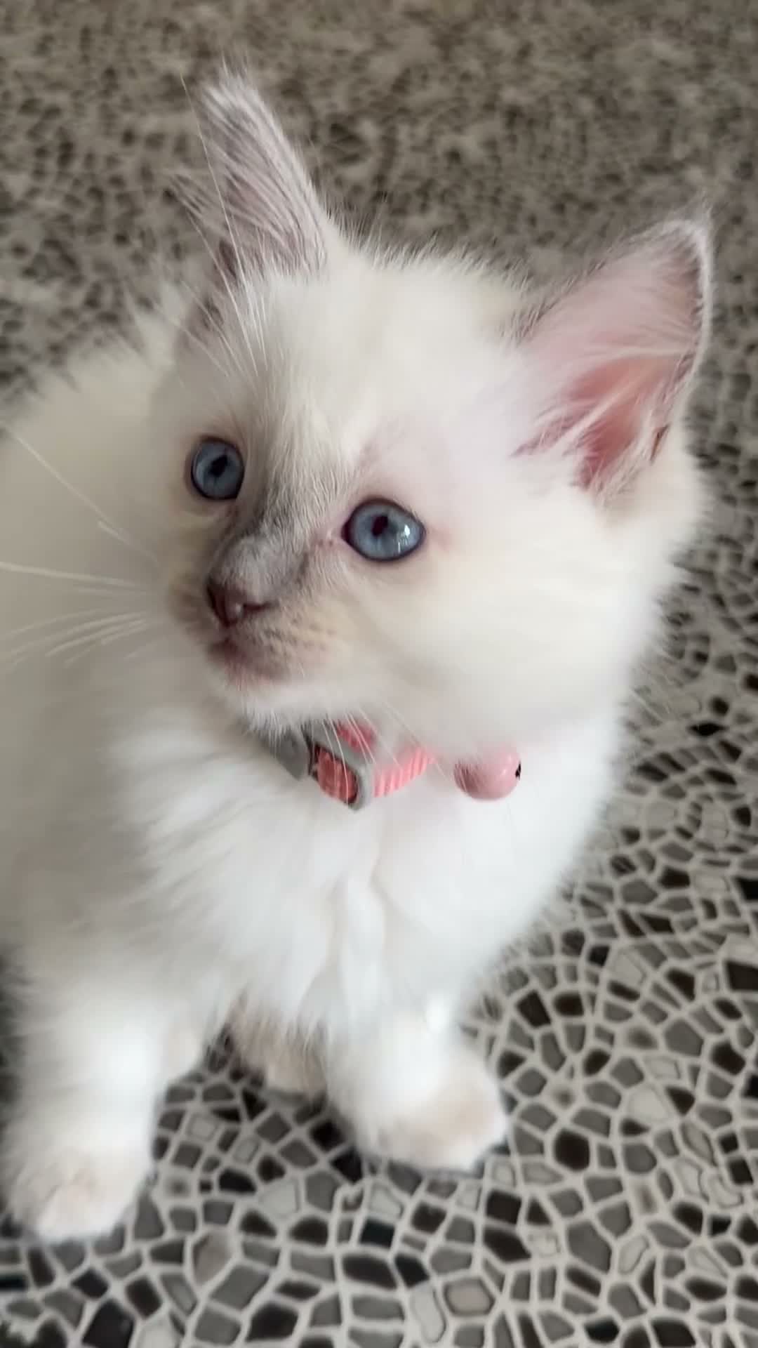 Ragdoll cats for sale: Pedigree Pure Ragdoll babies  - Video 5