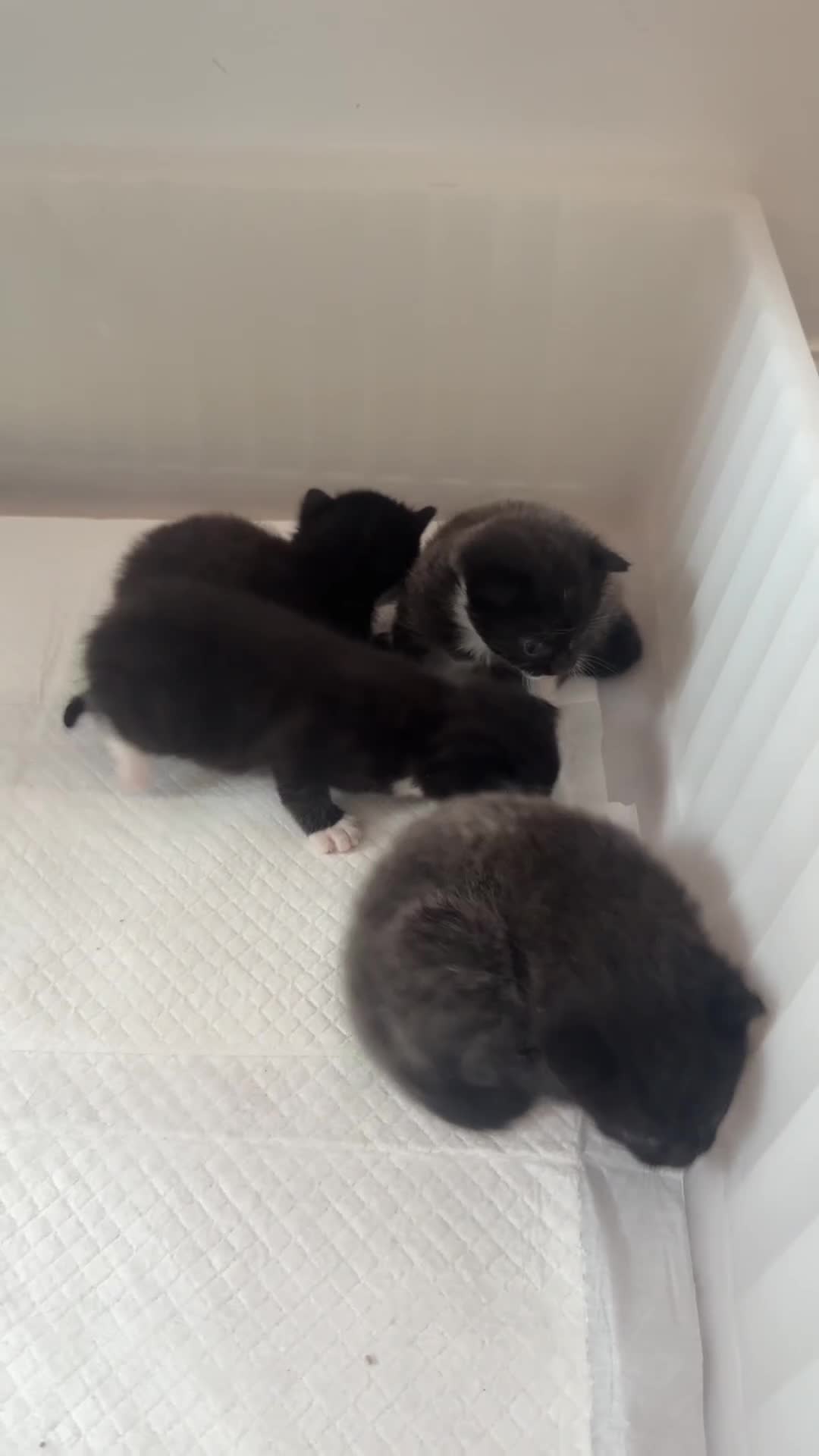 Domestic Shorthair cats for sale: Kittens  - Video 3
