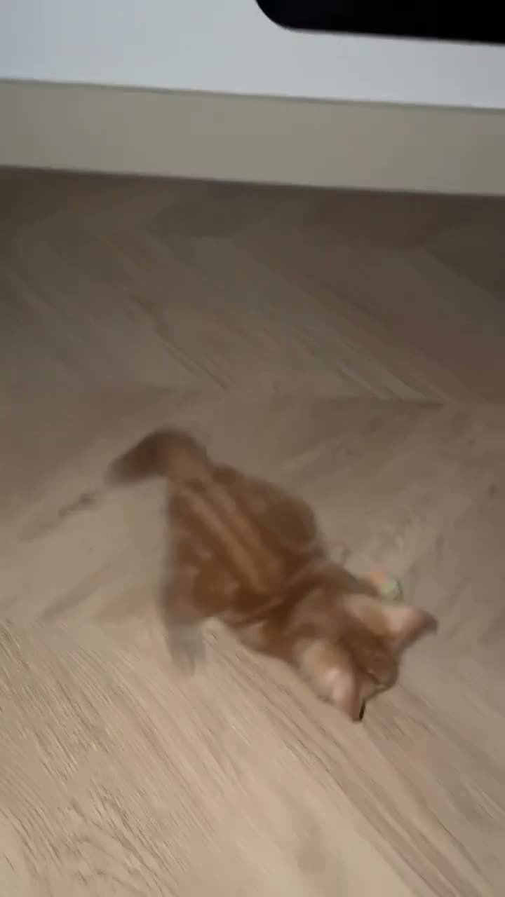 Mixed Breed cats for sale: ginger tabby  - Video 1