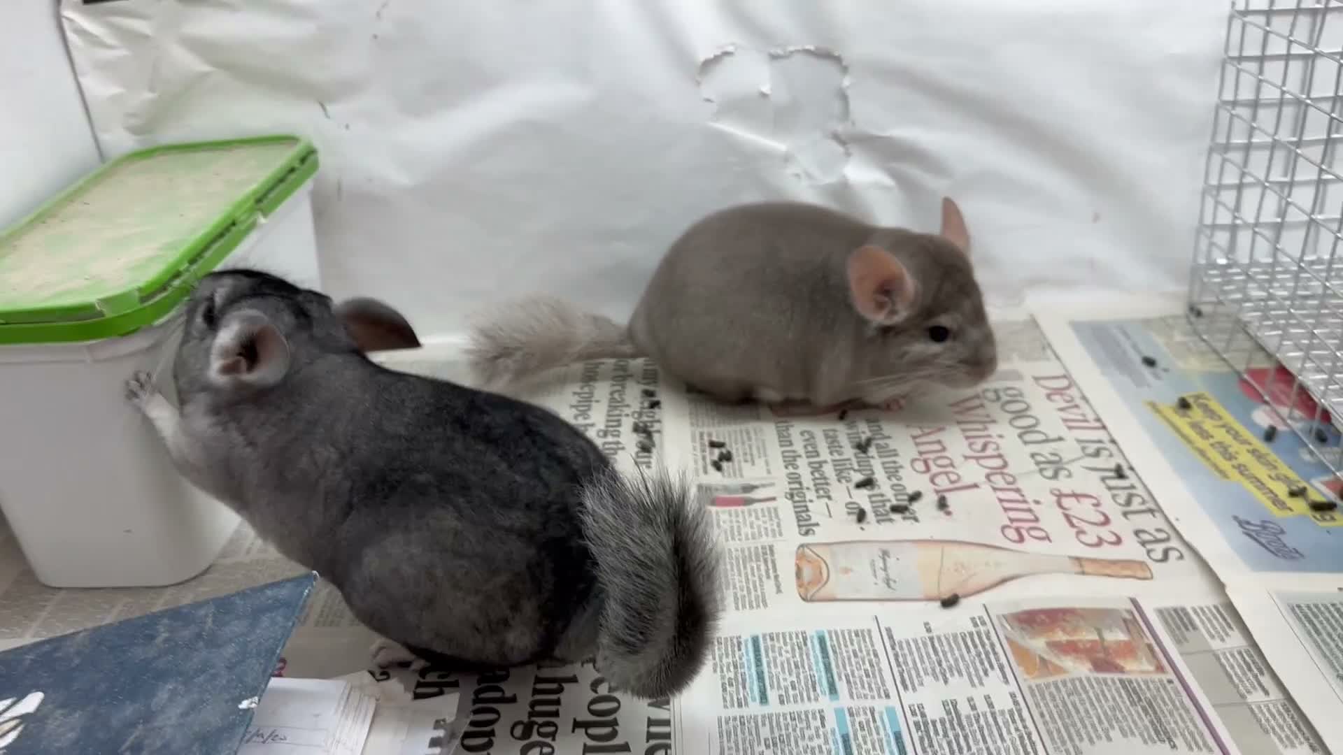 Chinchilla rodents for sale: Pair of beautiful boys, Beige & Std - Video 1