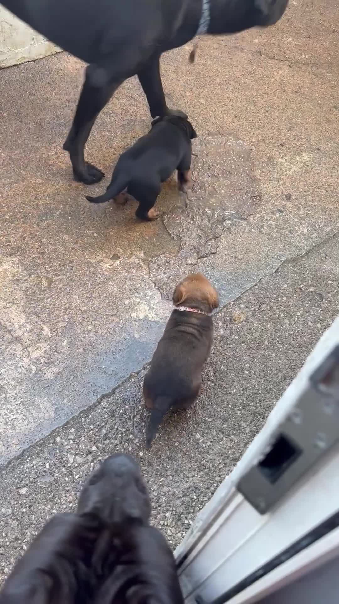 Rottweiler dogs for sale: 2 female rottweiler pups - Video 1