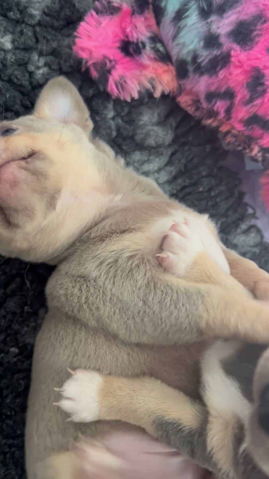 Chihuahua dogs for sale: Kc registered lilac chihuahua boy - Video 1