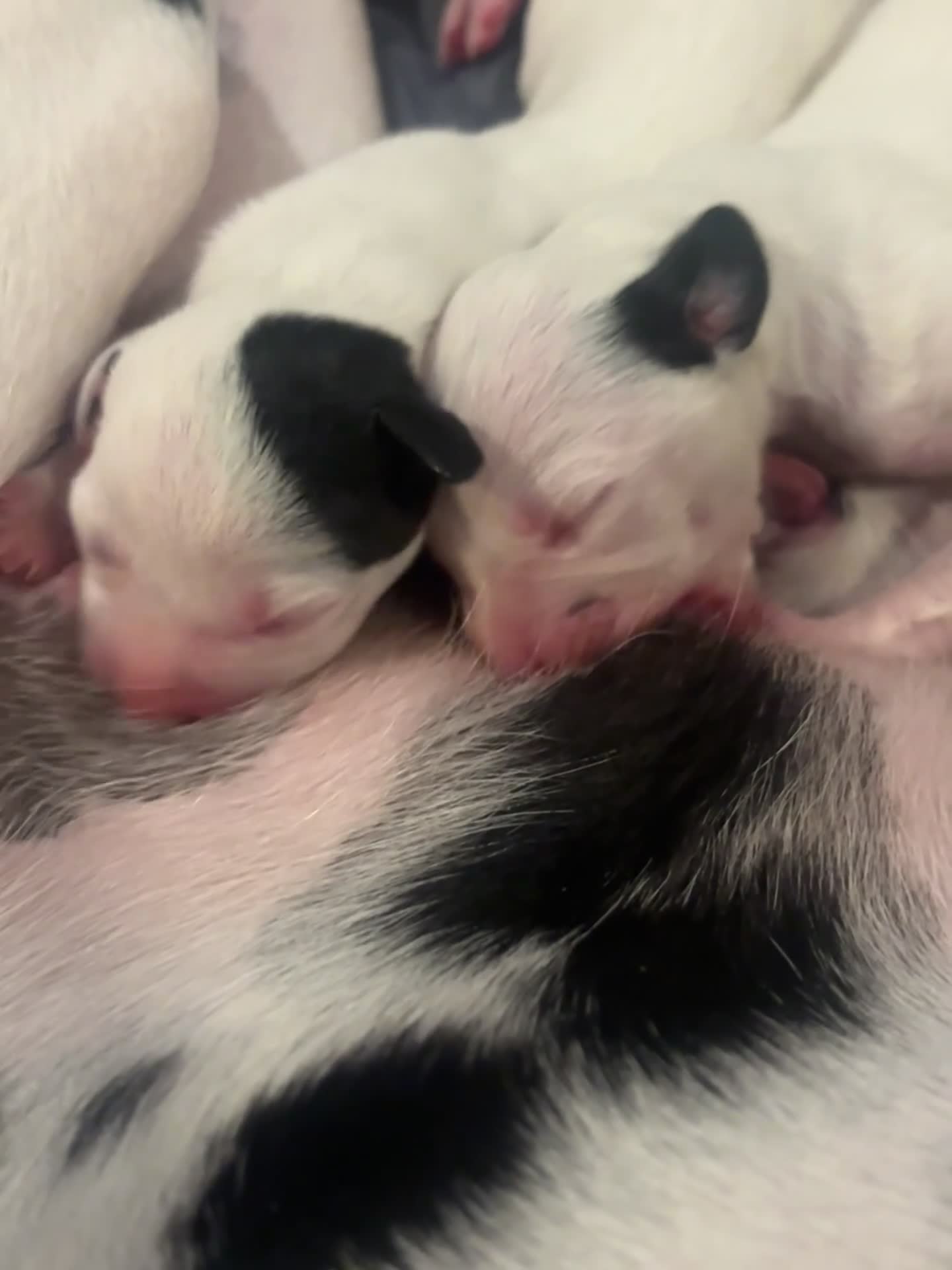 Dalmatian dogs for sale: 🐾 Stunning KC Pedigree Dalmatian Puppies 🐾 - Video 4
