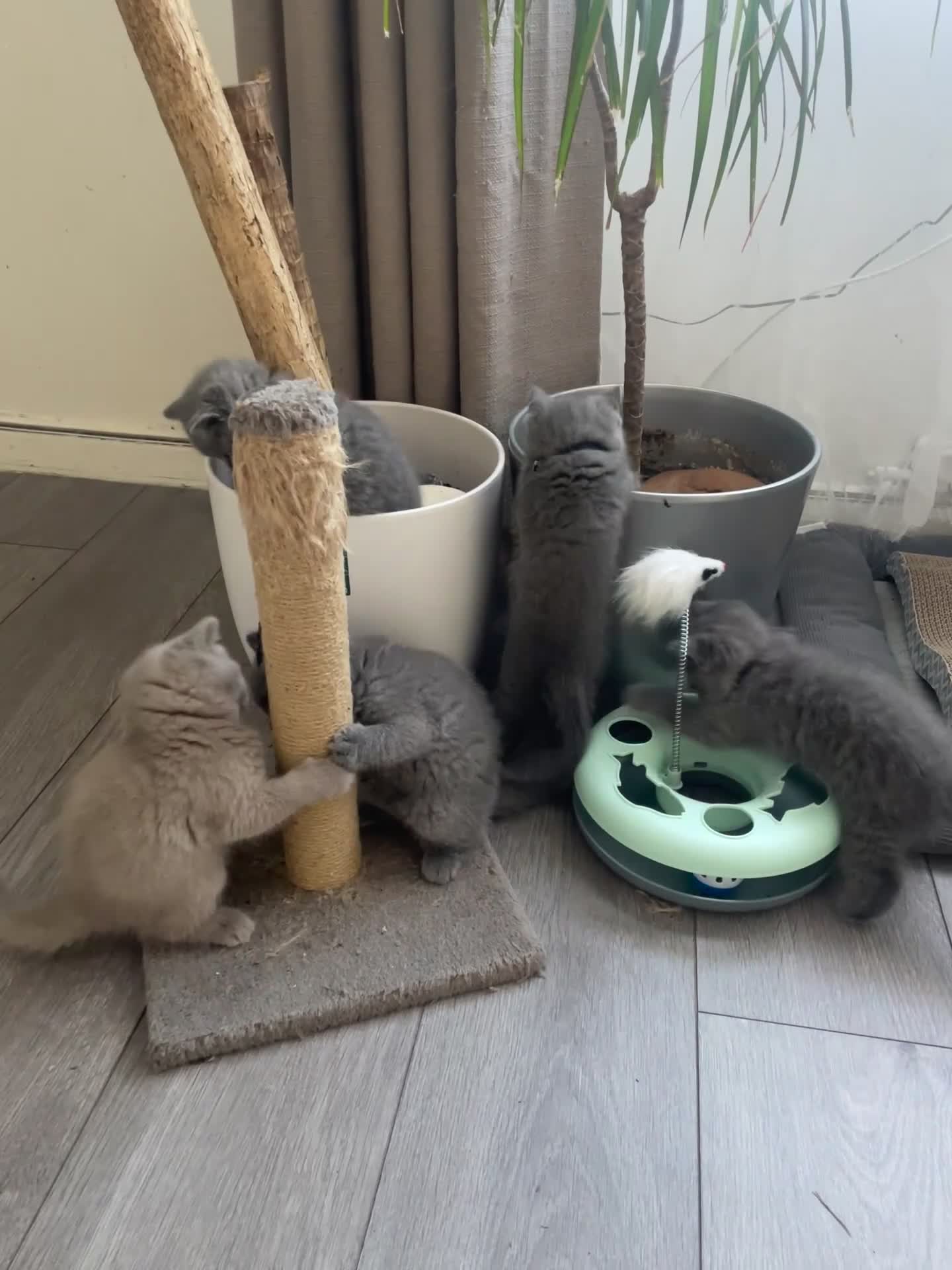 British Shorthair cats for sale: Wonderful, fluffy British Shorthair kittens - Video 2