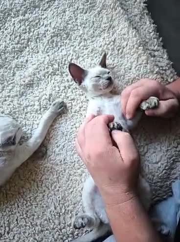 Devon Rex cats for sale: Re-homed Devon Rex point💙blue eyes💙  - Video 4