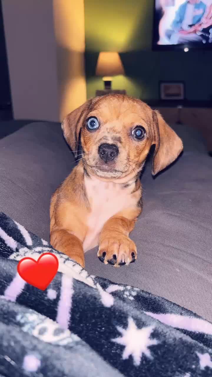 Mixed Breed dogs for sale: Chiweenie girl pup - Video 1