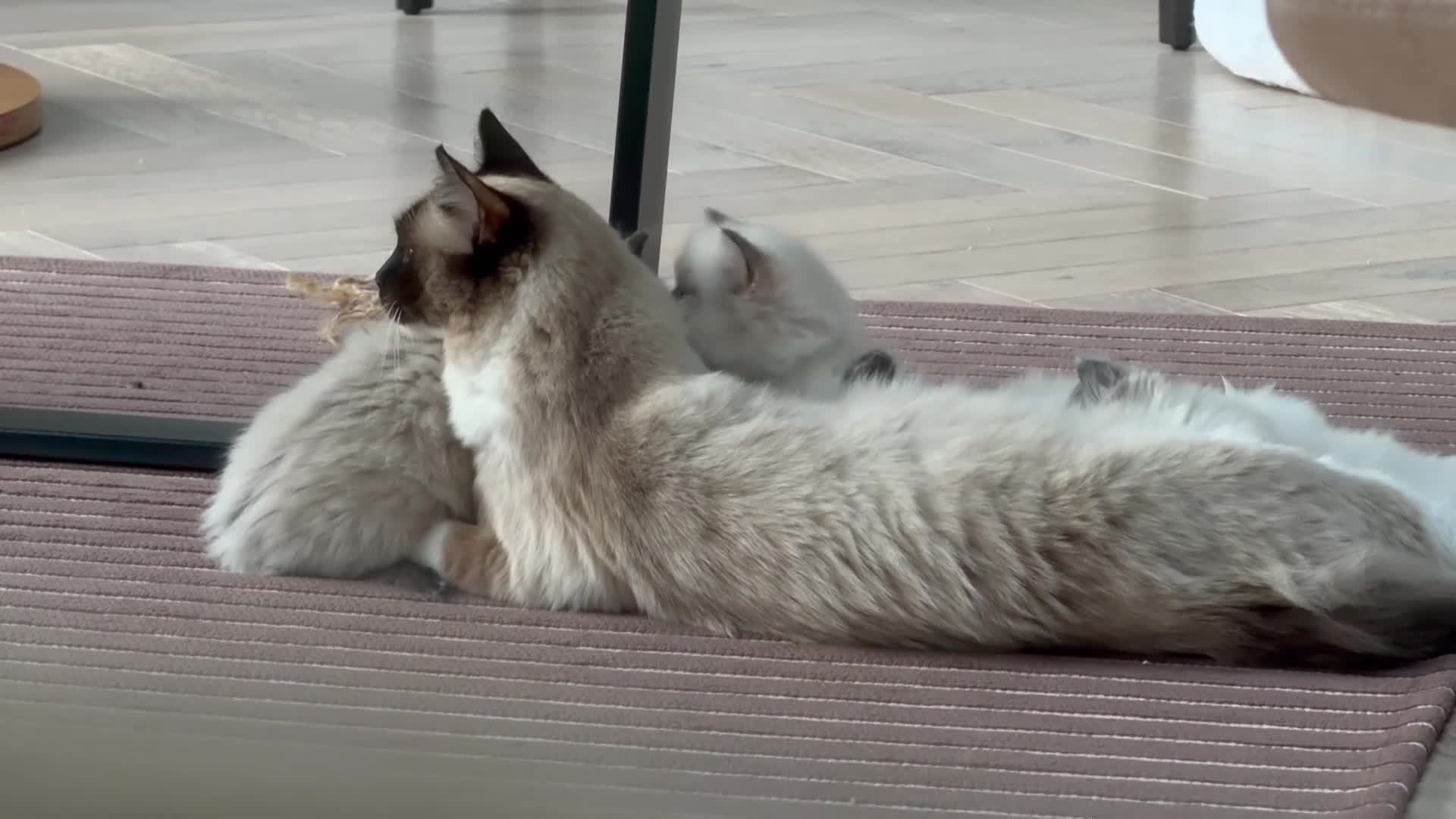 Ragdoll cats for sale: 💙💗PURE Ragdoll kittens 💗💙 in London - Video 1