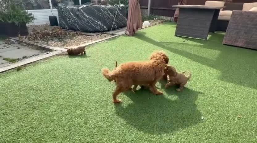 Cavapoo dogs for sale: Backcrossed/ F1b cavapoo - Video 2