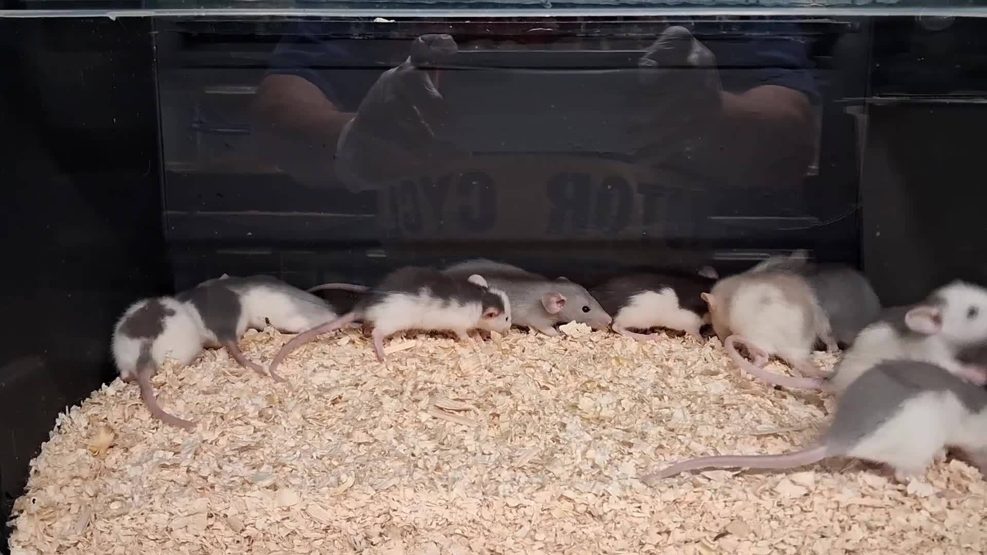Rat rodents for sale: Baby Dumbo Rat's, Natural , Rex , Nakeds  - Video 3