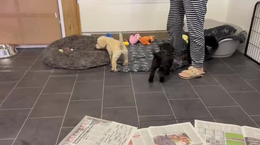 Labradoodle dogs for sale: Multi generation Standard labradoodles  - Video 2