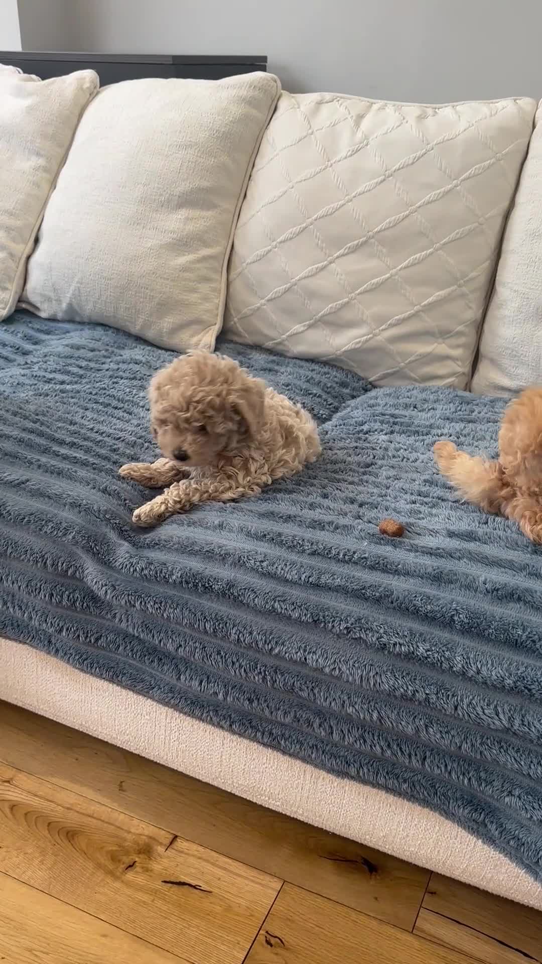 Maltipoo dogs for sale: 🐶 Beautiful Maltipoo Boys Available 🐶 - Video 4