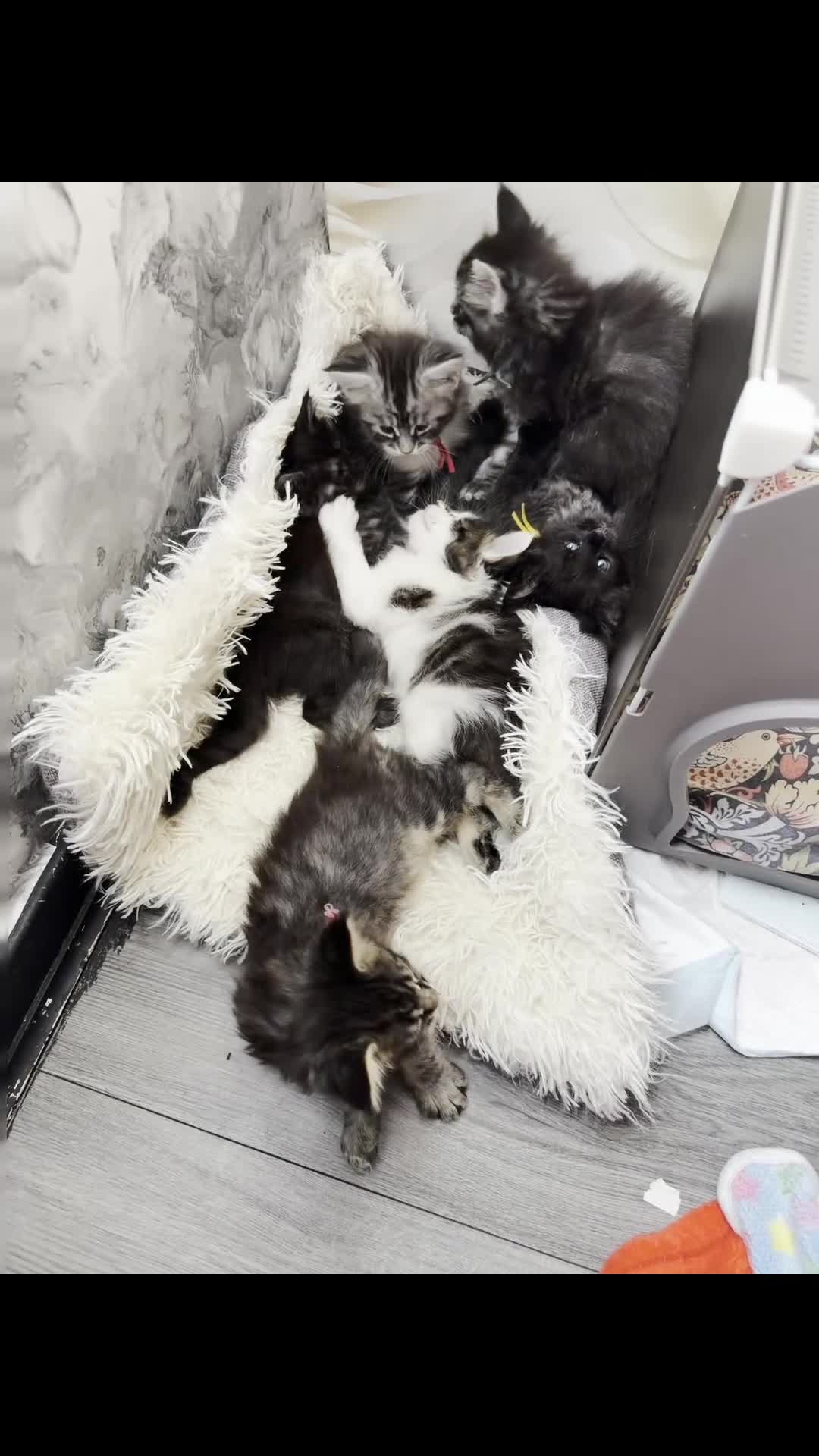 Maine Coon cats for sale: 6 beautiful Maine coon kittens  - Video 1