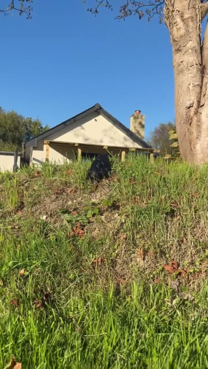 Cocker Spaniel dogs for sale: Cocker spaniels puppies for sale - Video 1