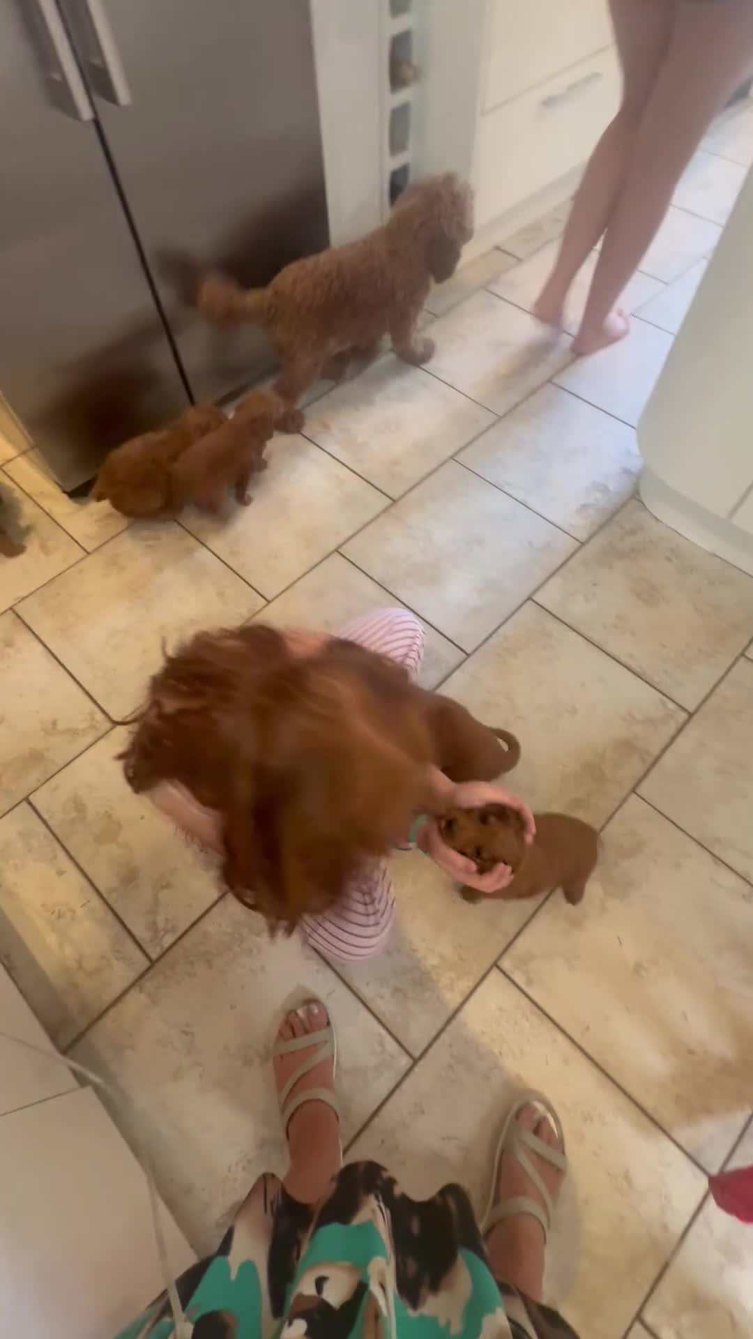 Cockapoo dogs for sale: Home raised, stunning fox red cockapoo’s  - Video 5
