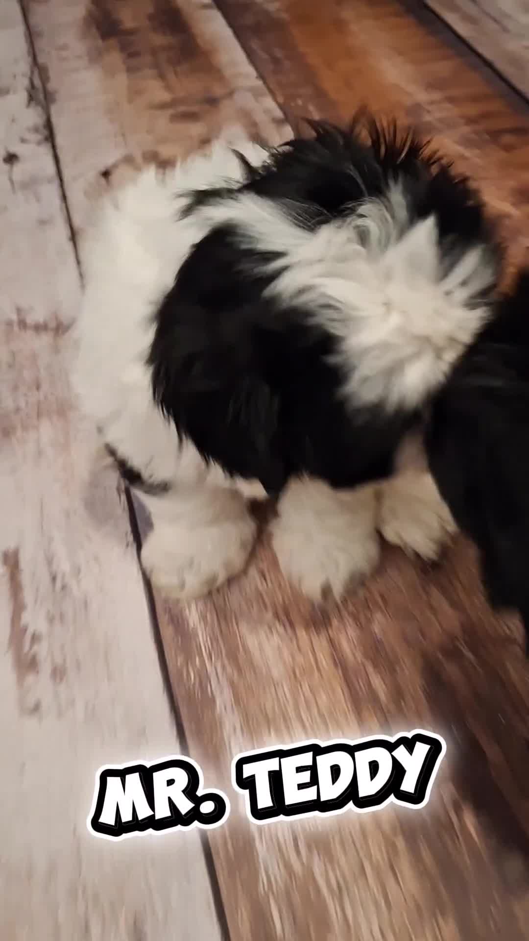 Shih Tzu dogs for sale: BEAUTIFUL IMPERIAL SHIH TZU PUPPIE ! JUST ONE LEFT - Video 1