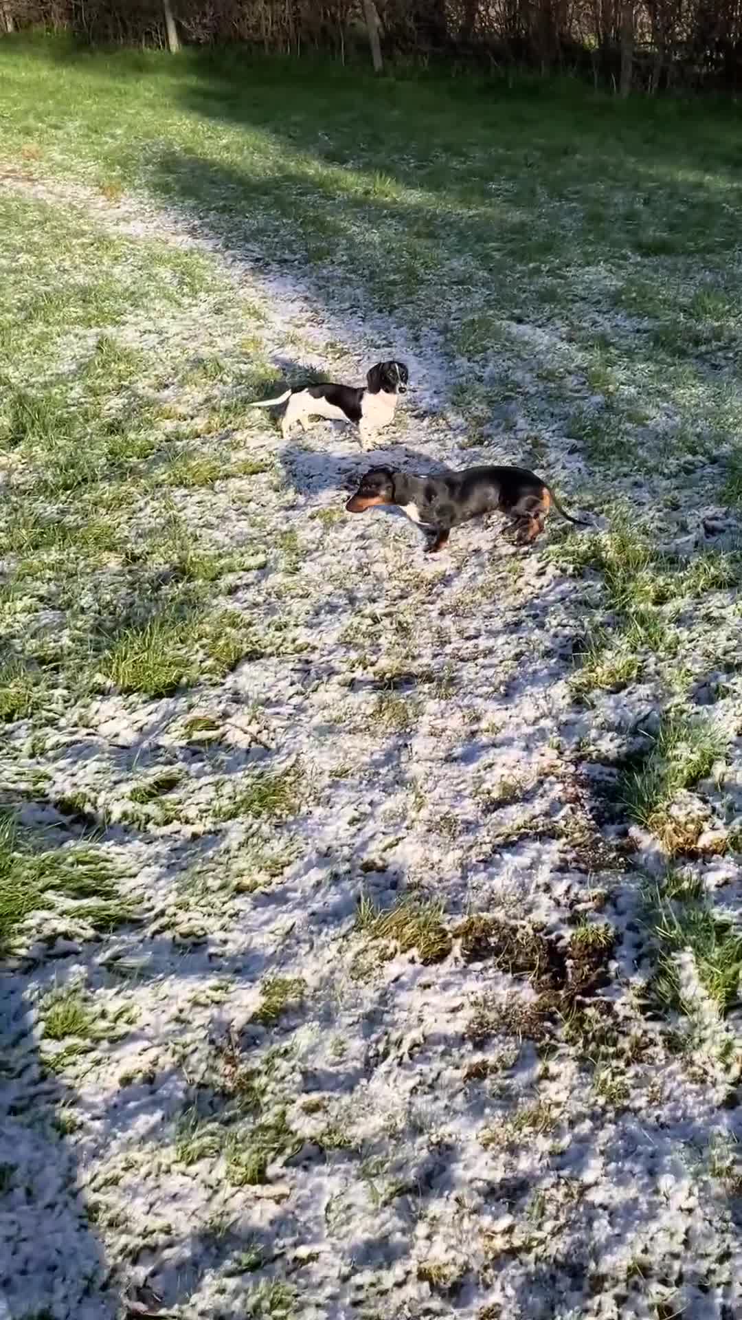 Miniature Dachshund dogs for sale: KC Reg Mini Dachshund  - Video 1