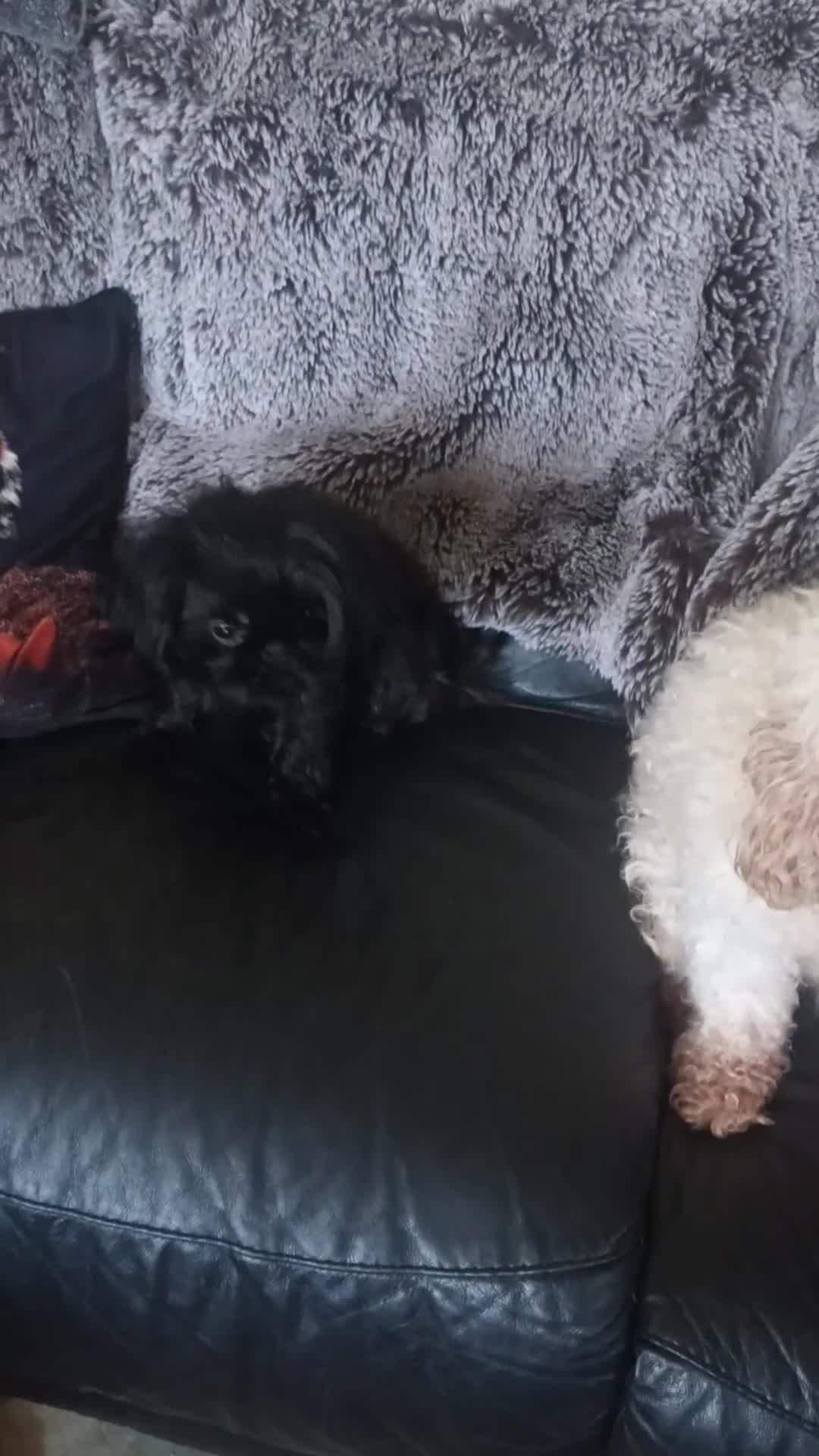 Shih Tzu dogs for sale: imperial shih tzu  - Video 3