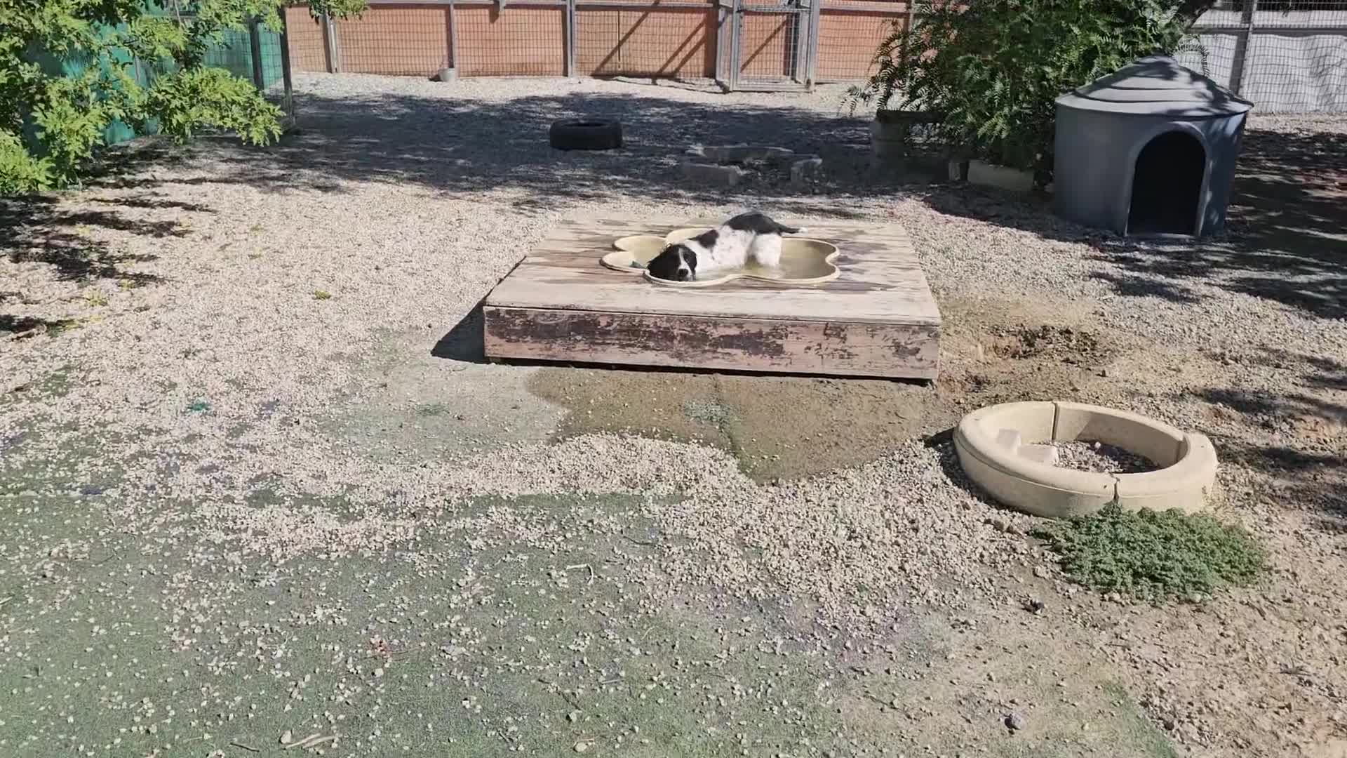 English Springer Spaniel dogs for adoption: Lazar - Very special spaniel seeks special home - Video 2