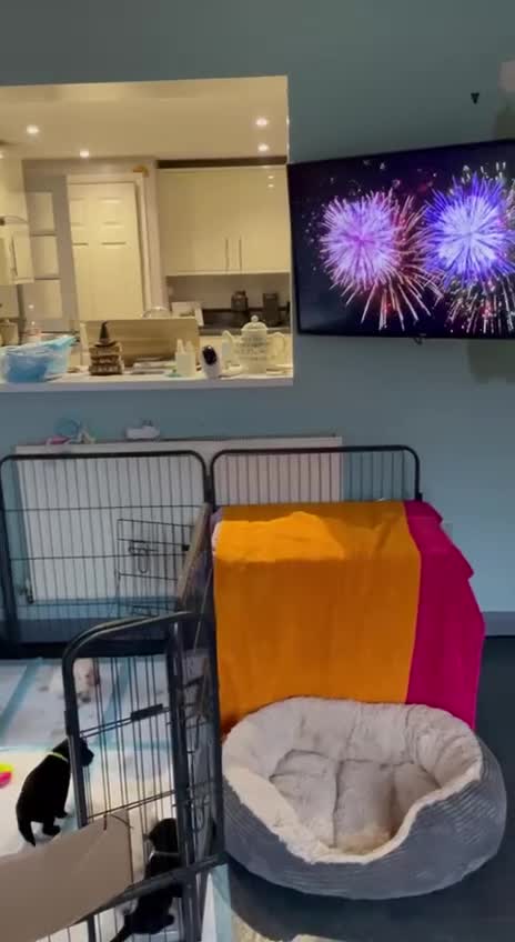 Labrador Retriever dogs for sale: Equal parts adventure and sofa buddies (Labradors) - Video 2