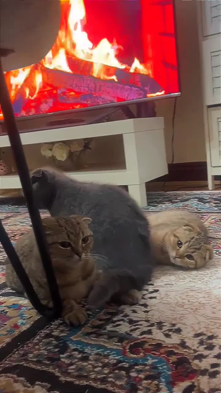 Scottish Fold cats for sale: Scottish fold - Video 1