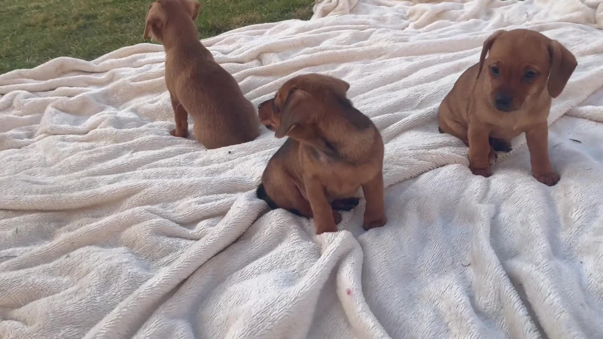 Miniature Dachshund dogs for sale: Mini dashhounds  in Bathgate - Video 1