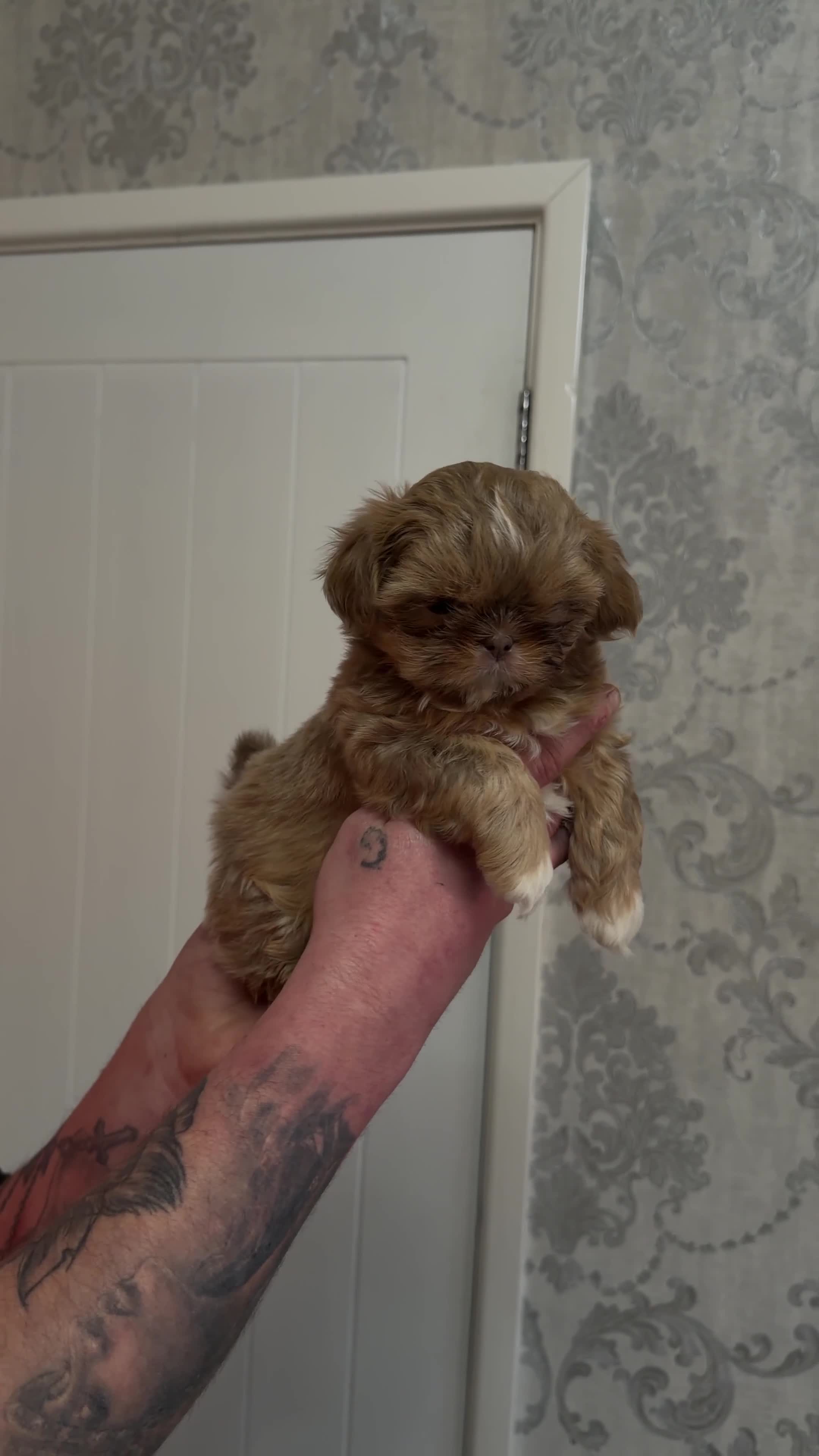 Shih Tzu dogs for sale: Stunning Imperial Shih Tzu READY TO LEAVE - Video 1