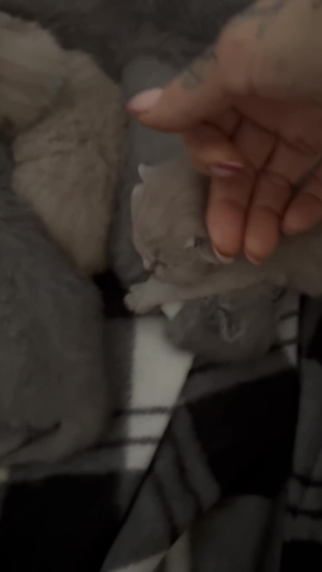 British Shorthair cats for sale: British shorthair  in Portsmouth - Video 1