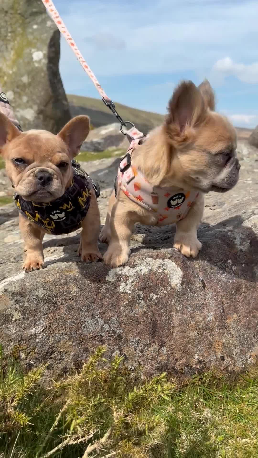 French Bulldog dogs for sale: 2 gorgeous French bulldog puppies  - Video 1