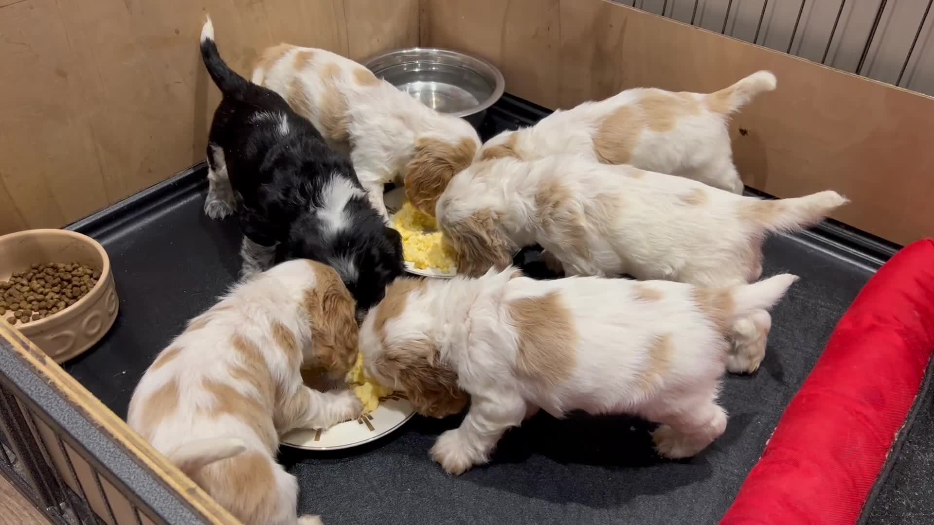 Cocker Spaniel dogs for sale: ✨ SHOW COCKER SPANIEL PUPPIES ✨ - Video 1