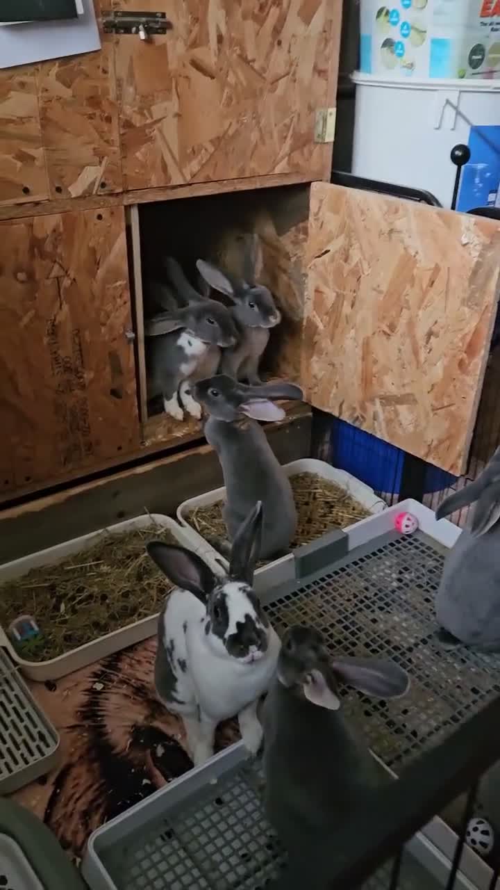 Rex rabbits for sale: Blue and Broken Butterfly Mini Rexes - Video 3