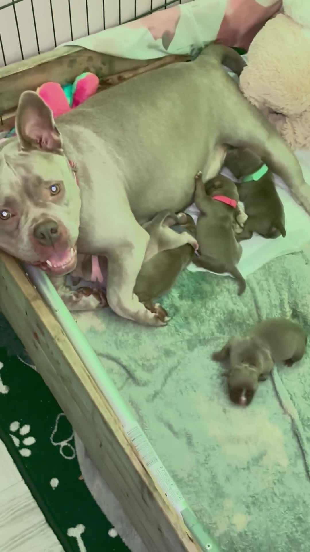 American Bully dogs for sale: Pocket bully puppy’s  - Video 4