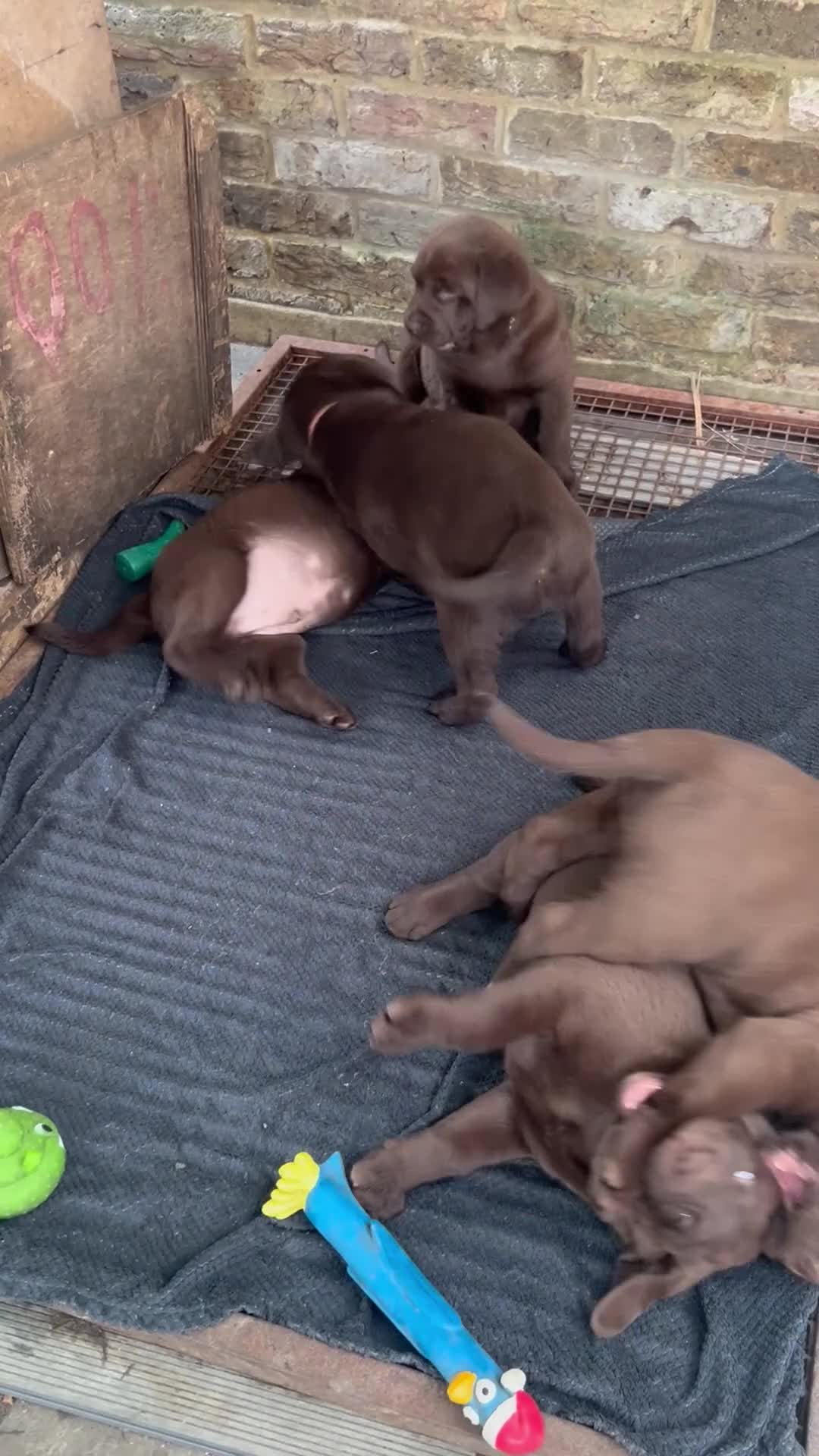 Labrador Retriever dogs for sale: Beautiful Labrador Retriever Puppies for Sale - Video 1