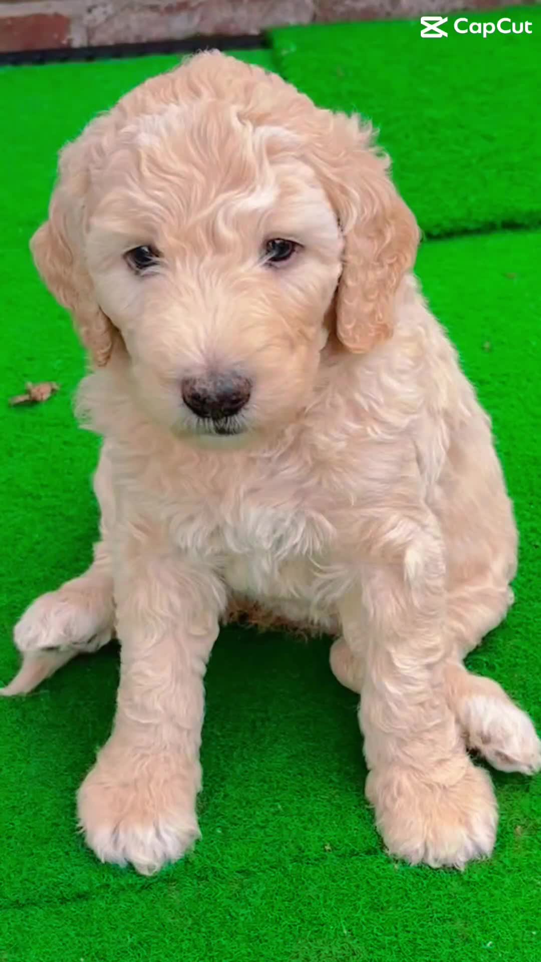 Goldendoodle dogs for sale: Moyen golden doodle just 1 left  - Video 1