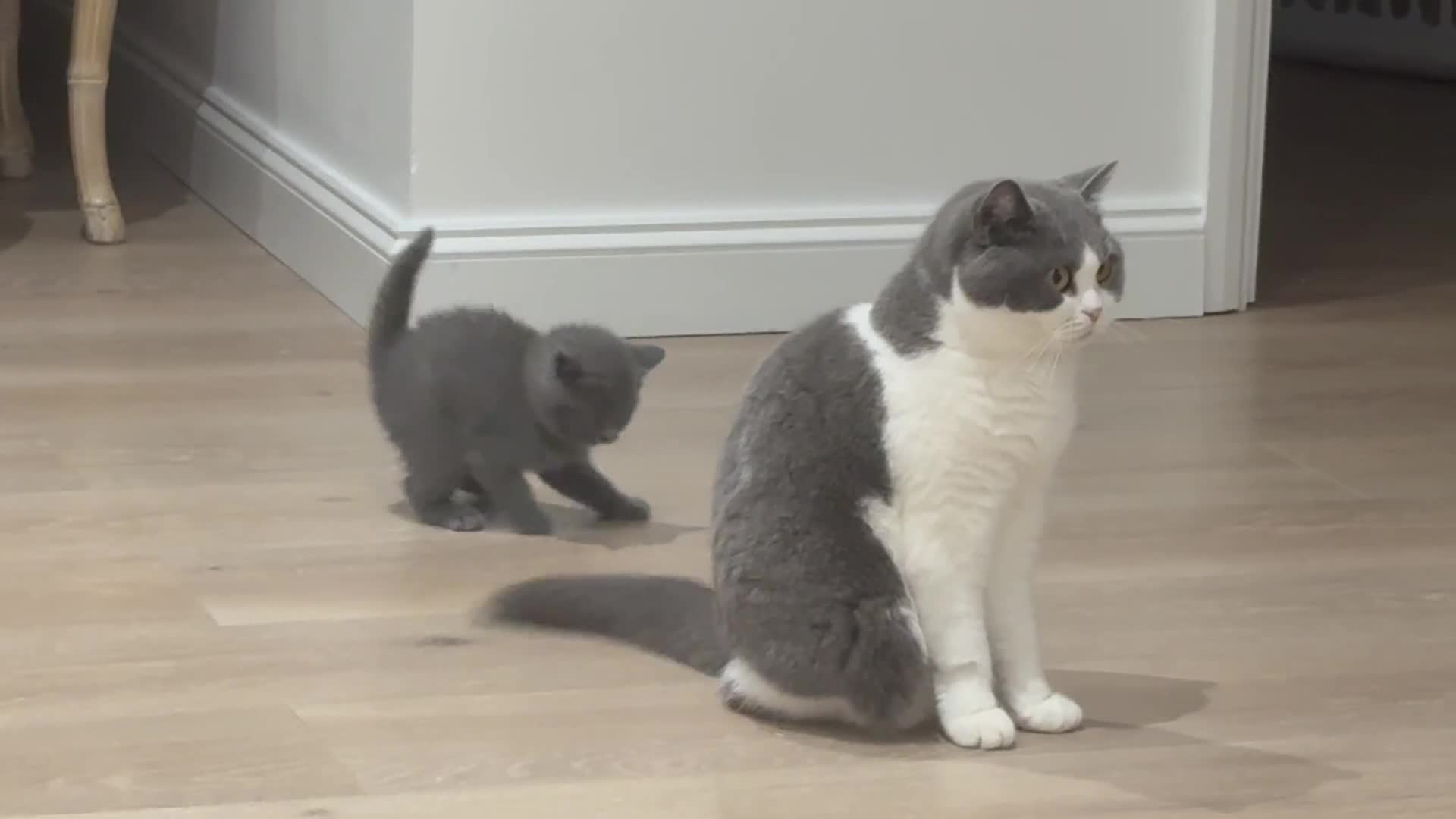 British Shorthair cats for sale: 3 British Shorthair kittens ready for loving home  - Video 1