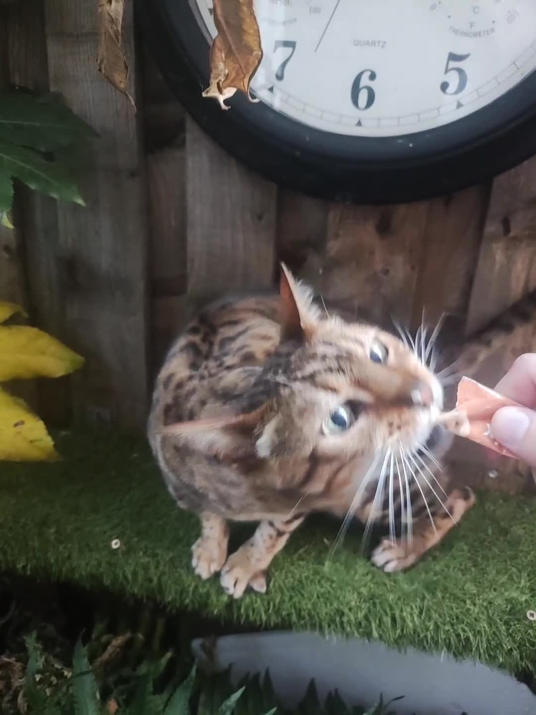 Bengal cats for sale: 😺 Rehoming TICA Bengal Cats Ready for New Home 🏡 - Video 2