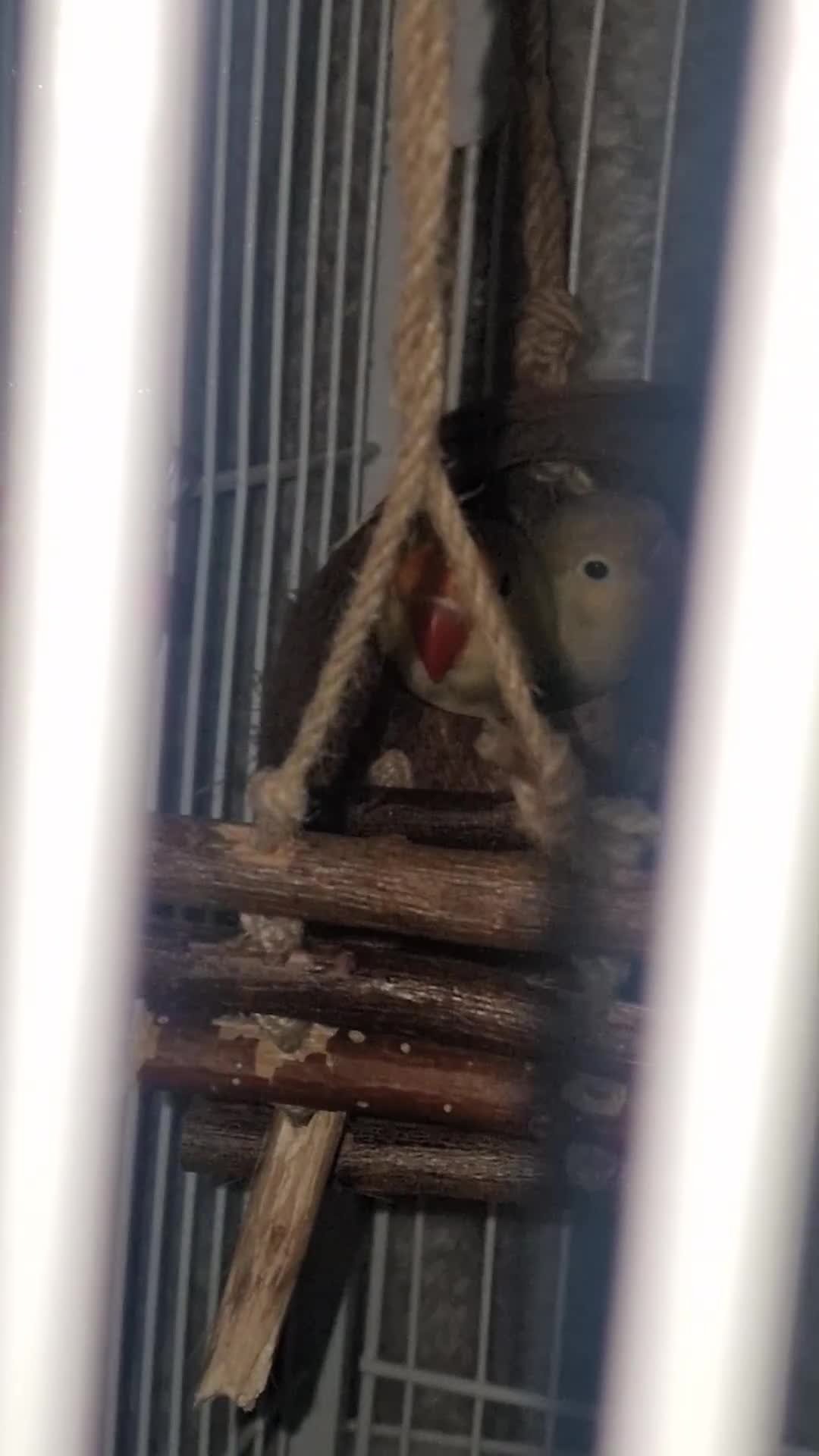 Lovebirds birds for sale: Beautiful paired lovebirds Price reduced from £220 - Video 3