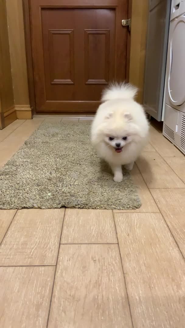 Pomeranian dogs for stud: Optic White/cream  true to type boy for stud only in Lanark - Video 1