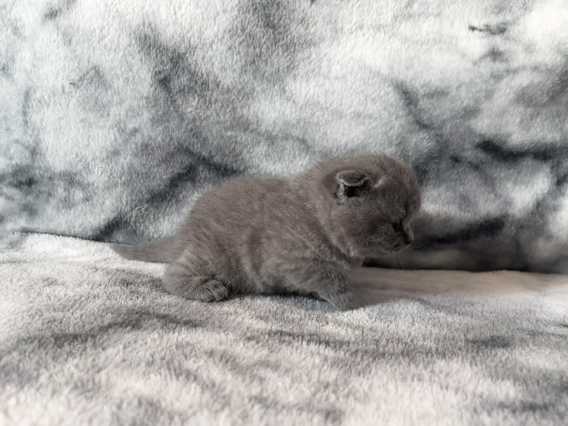 Scottish Fold cats for sale: 🐾 Scottish Fold Kittens – Sweet, Rare & Ready Now - Video 1