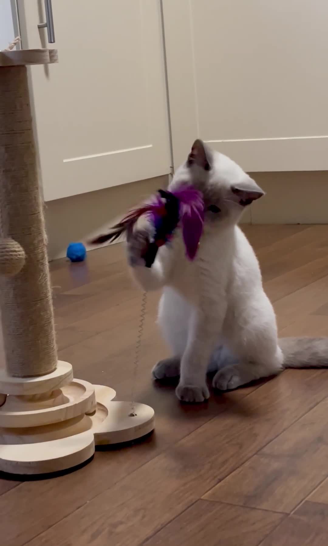 British Shorthair cats for sale: GCCF BluePoint BSH Kittens 💙 - Video 1