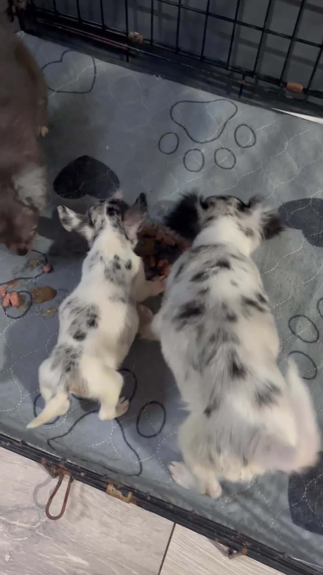 Mixed Breed dogs for sale: Gorgeous litter of Jack x chi pups  - Video 1