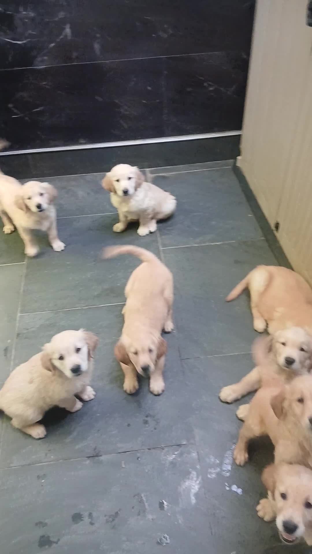 Golden Retriever dogs for sale: Ready to leave true gold colored golden retrievers - Video 1