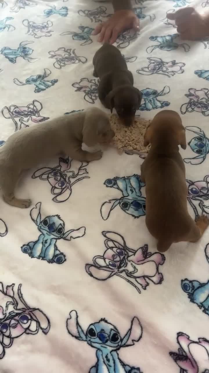 Dachshund dogs for sale: Male dachshunds- please read full description  in Merthyr Tydfil - Video 4