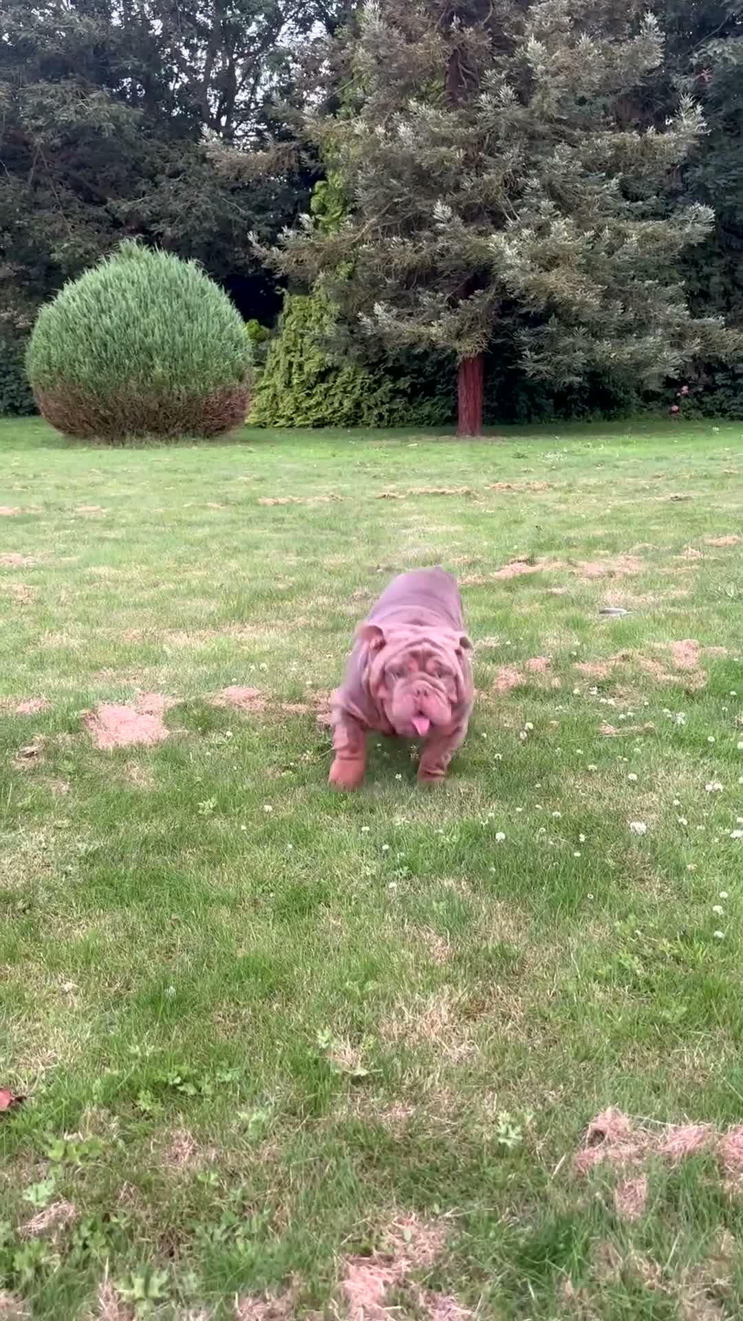 English Bulldog dogs for stud: PADDY THE BADDY  - Video 1