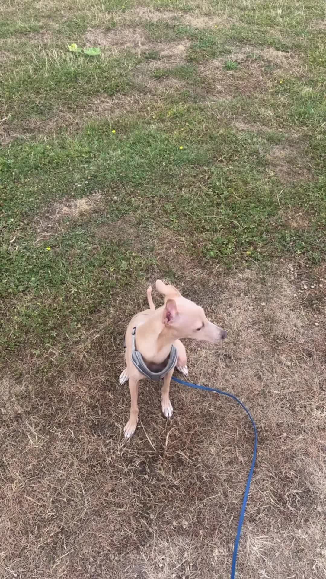 Italian Greyhound dogs for sale: CHILLI  - Video 1