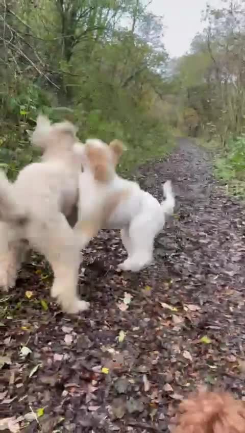 Standard Poodle dogs for sale: Standard Poodle Girl Available Apricot&White Parti - Video 2