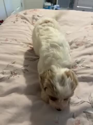 Cavapoo dogs for sale: 1 beautiful female Cavapoo pup available to view - Video 1