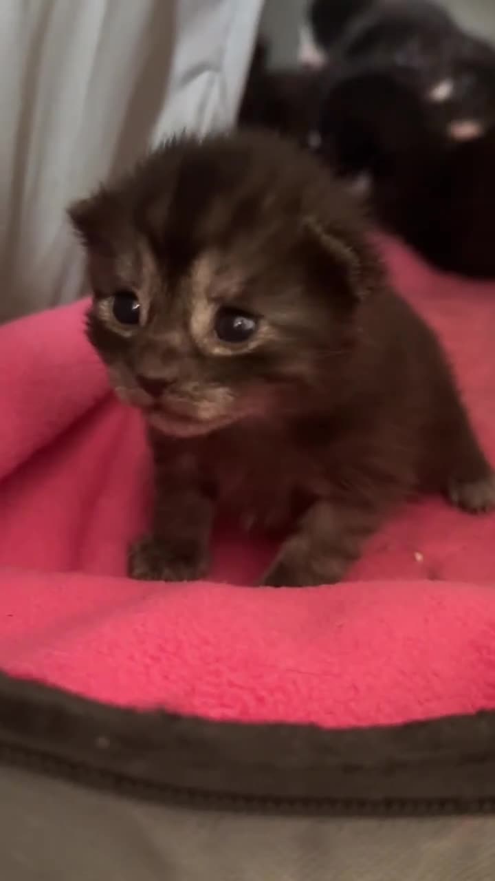 Mixed Breed cats for sale: Mixed breed kitten  in Walton-on-Thames - Video 2