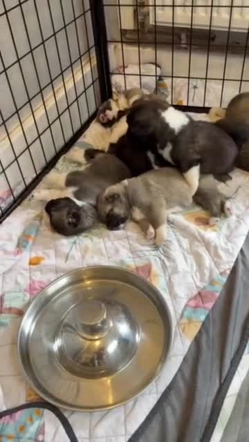Akita dogs for sale: American Akita Puppies - Video 2