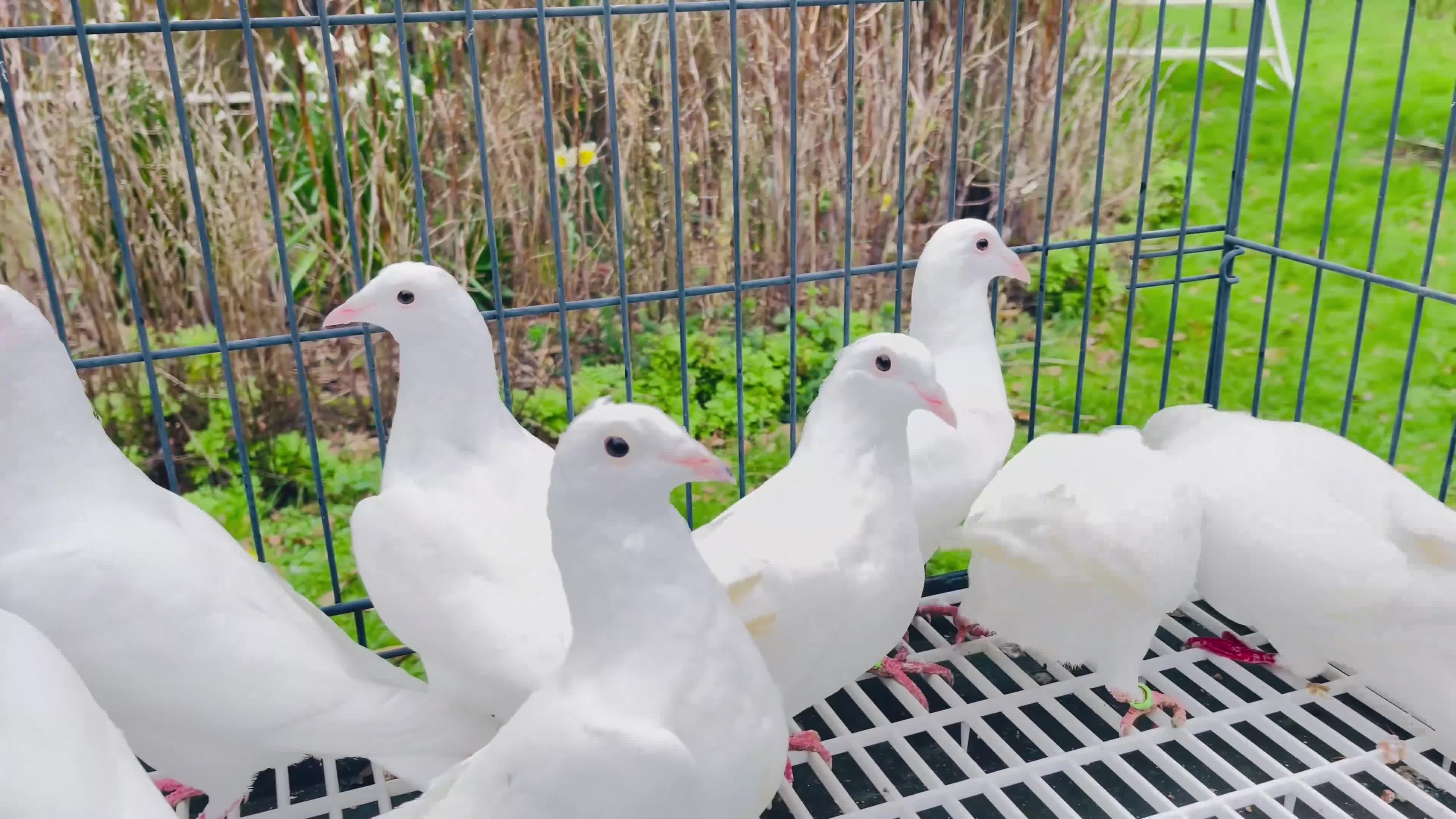Pigeons birds for sale: White racing Pigeons ,long distance (Debar) - Video 3